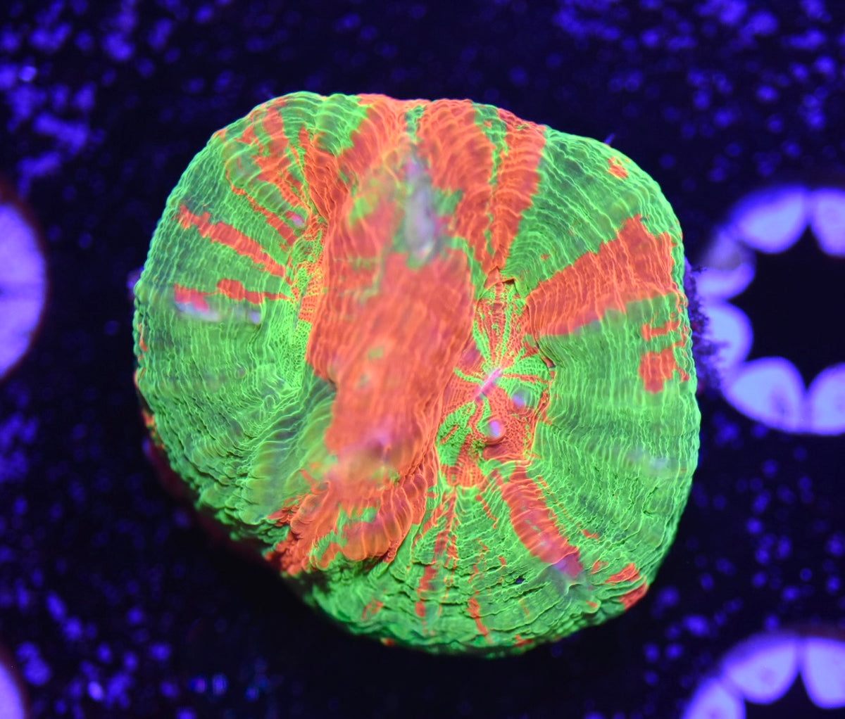 WYSIWYG Double Head Bleeding Apple Scolymia 2" (RARE!)