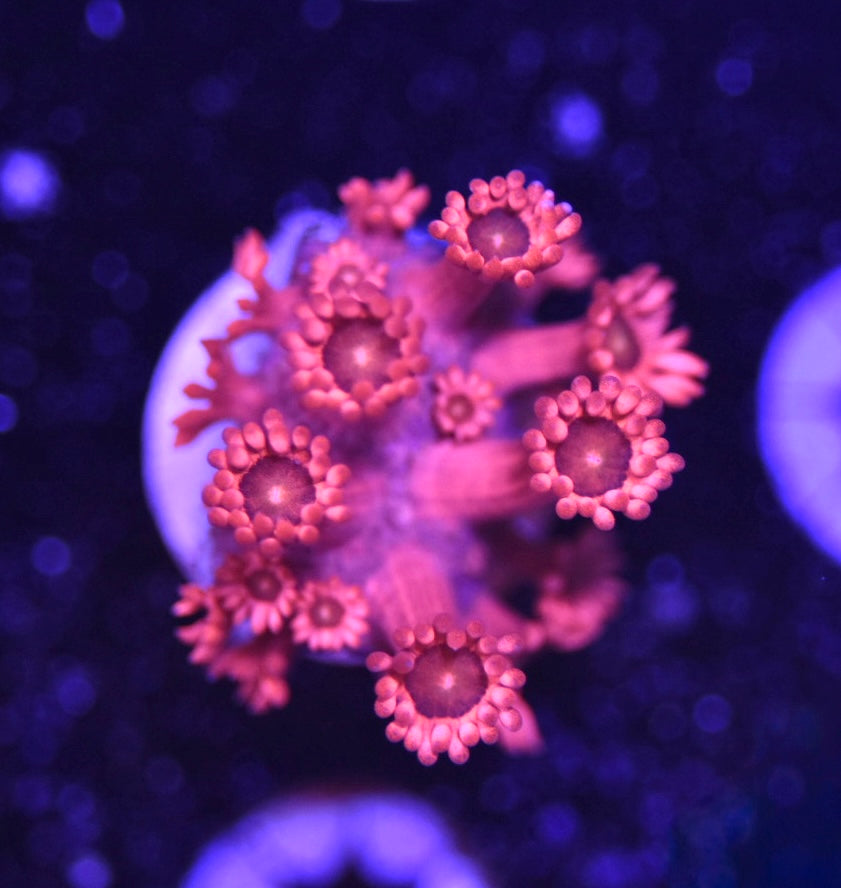 WYSIWYG Red Hot Goniopora 1.5"