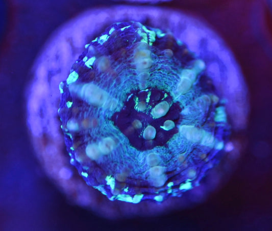 WYSIWYG 100% TANK SPAWNED Scolymia 0.5"