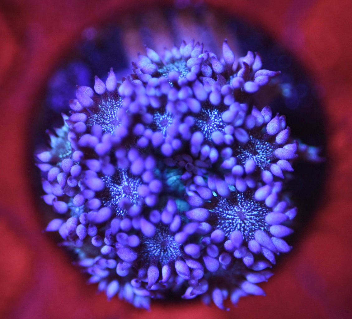 WYSIWYG Blue Glitter Goniopora 1" (RARE!)