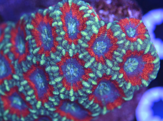 WYSIWYG Rainbow Acan Colony 4"