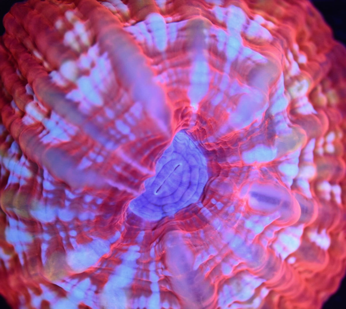 WYSIWYG Ultra Malaysian Rainbow Cynarina 3" (WOW!)