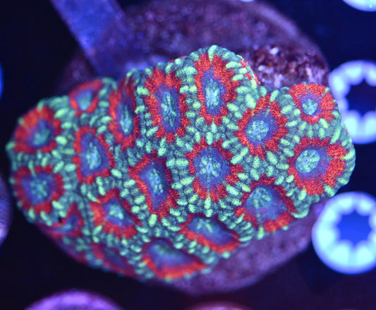WYSIWYG Rainbow Acan Colony 4"