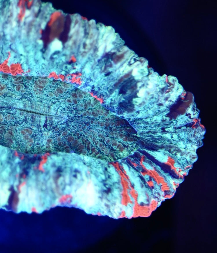WYSIWYG USA Trachyphyllia 3" (UNQIUE!)
