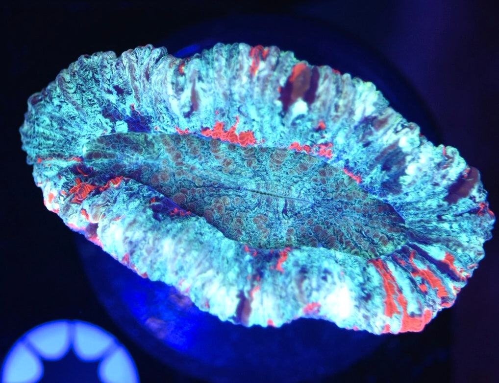 WYSIWYG USA Trachyphyllia 3" (UNQIUE!)