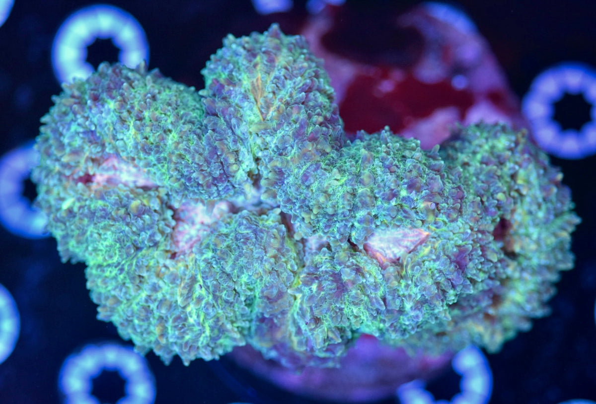 WYSIWYG XL Pink Center Rainbow Lobophyllia 6"