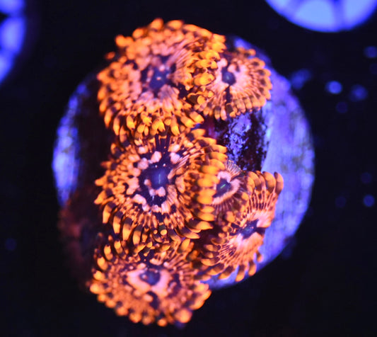 WYSIWYG Utter Chaos Zoanthids