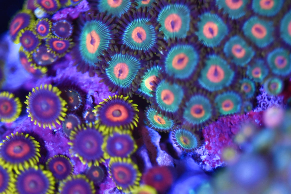 WYSIWYG XL Mixed Zoanthid Colony 6" (WOW!)