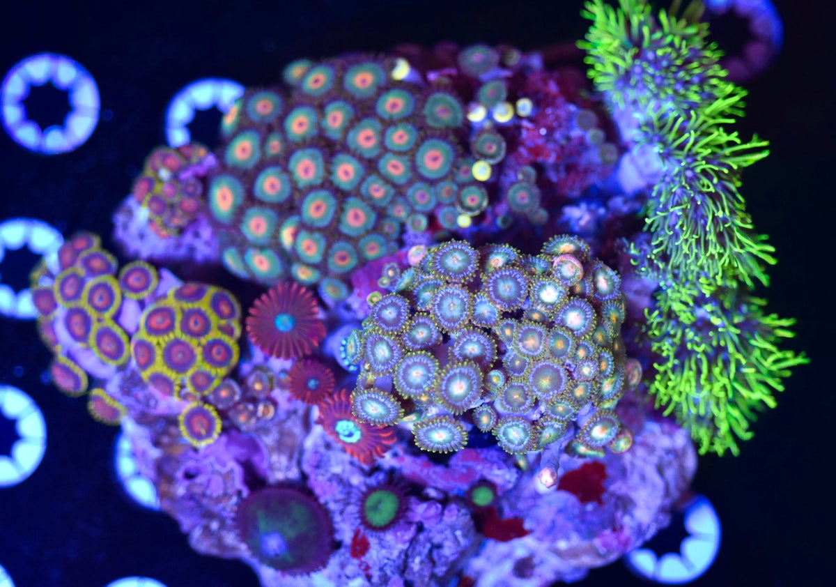 WYSIWYG XL Mixed Zoanthid Colony 6" (WOW!)