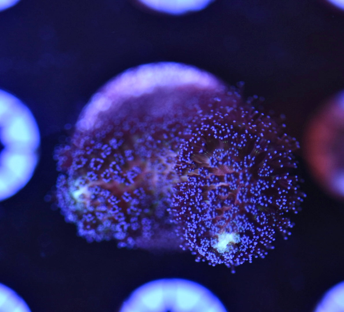 WYSIWYG Purple Stylophora 1.5"