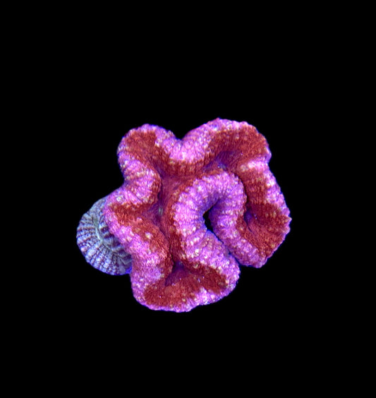 WYSIWYG Red and Pink Lobophyllia 4"