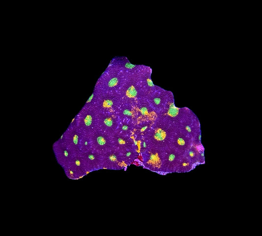 WYSIWYG Ultra Grafted Rainbow Acan Echinata Colony 3.5" (WOW!)