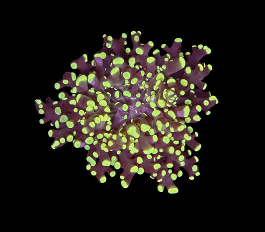 WYSIWYG True Yellow Octospawn 2"