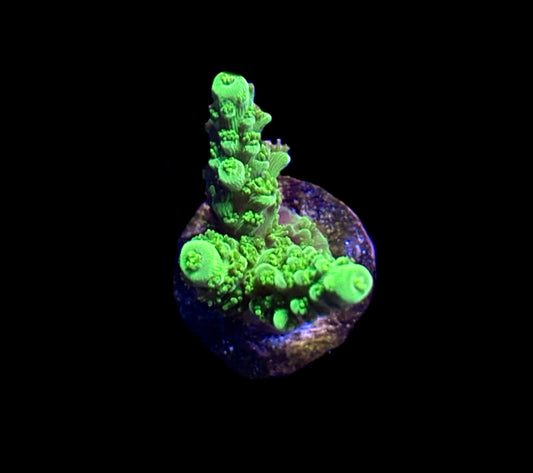 WYSIWYG Green Slimer ACropora 1.5"