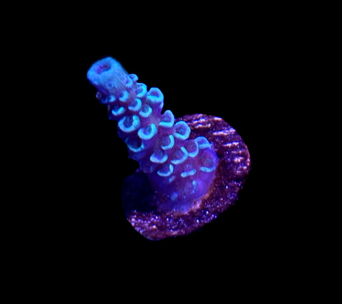 WYSIWYG Blue Madman ACropora 1"