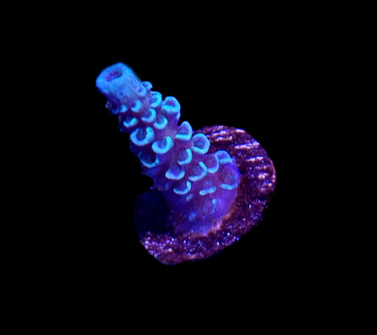 WYSIWYG Blue Madman ACropora 1"
