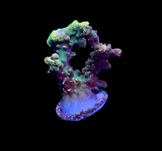 WYSIWYG Princess Peach ACropora 1.5"