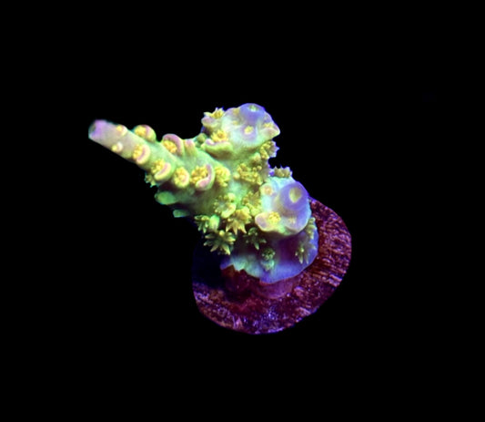 WYSIWYG Walt Disney ACropora 1.5"