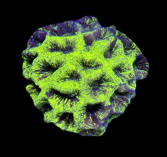 WYSIWYG Radioactive Goniastrea Colony 3.5"