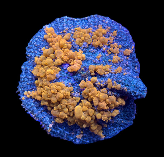 WYSIWYG XXL Sunkist Bounce Mushroom 3.5" (INSANE!)