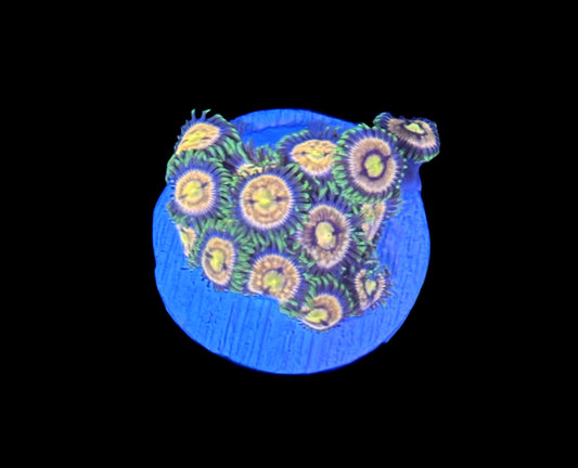 WYSIWYG Golden Goddess Zoanthids
