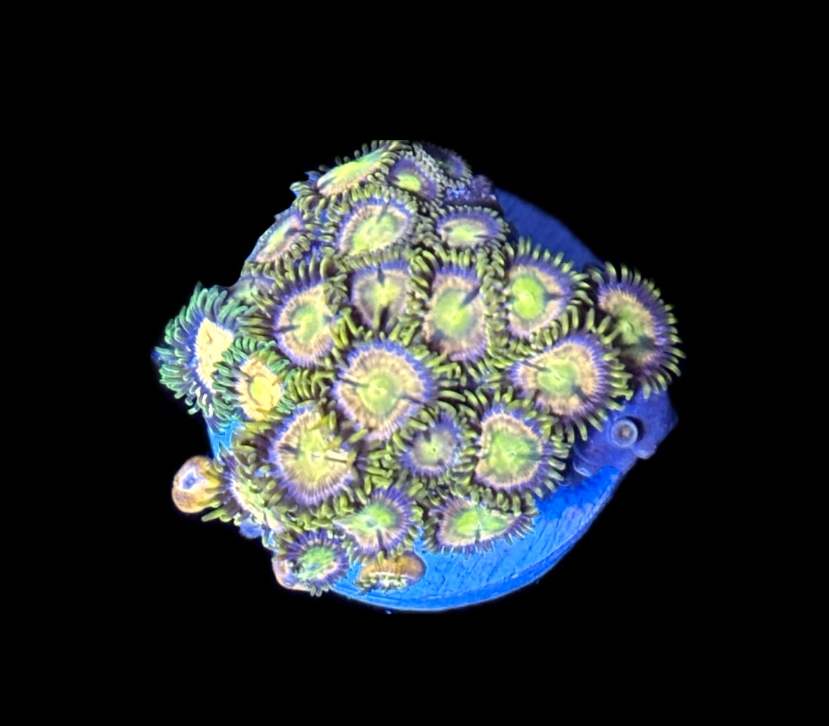 WYSIWYG Mansa Musa Zoanthids