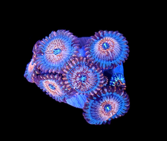 WYSIWYG XL White Zombie Zoanthids
