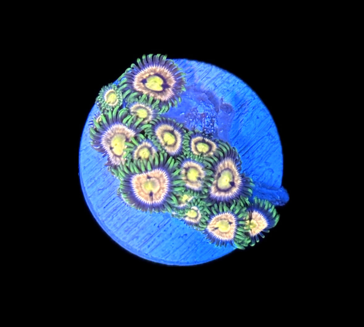 WYSIWYG Golden Goddess Zoanthids