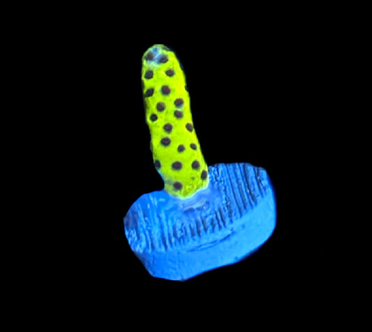WYSIWYG Slimeball Montipora 0.75"