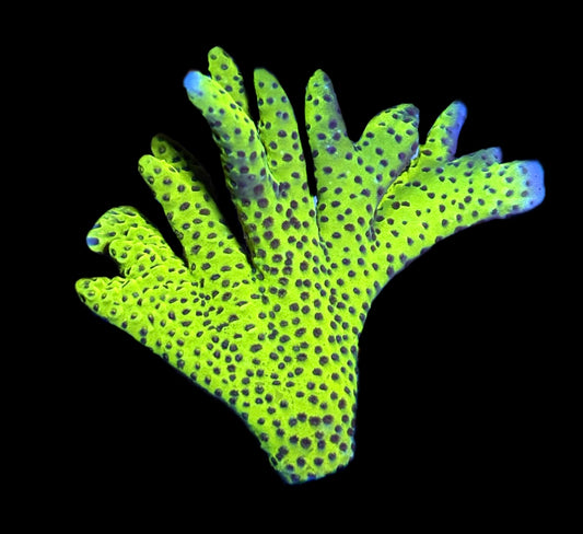 WYSIWYG XL Slimeball Montipora Colony 3.5"