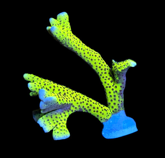 WYSIWYG XL Slimeball Montipora Colony 3.5"