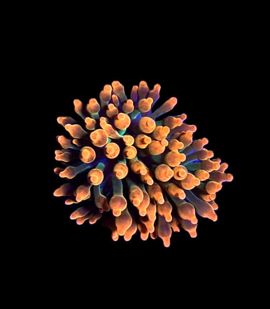 WYSIWYG Sherman Bubble Tip Anemone 2.5"