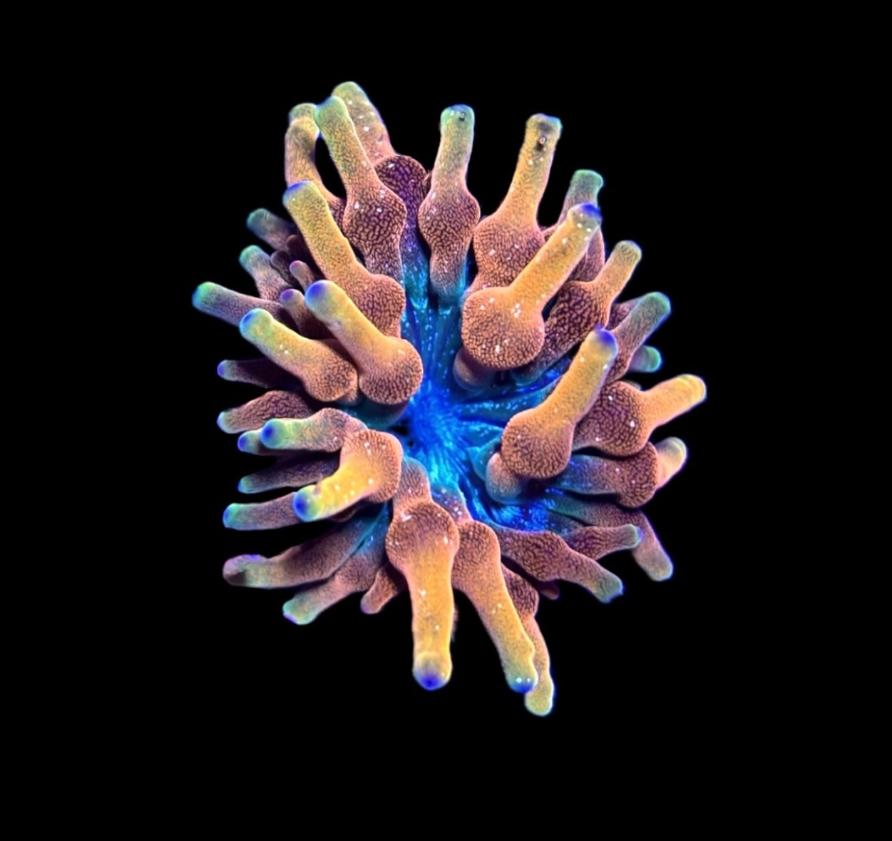 WYSIWYG Arizona Sunset Bubble Tip Anemone 2.5"