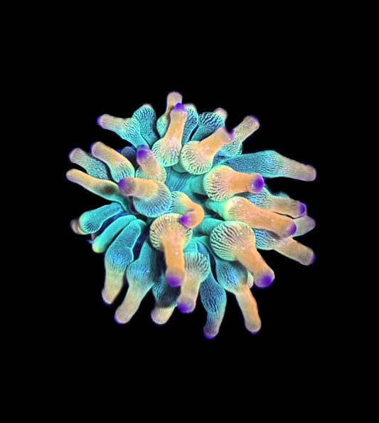 WYSIWYG Holy Grail Bubble Tip Anemone 2" (WOW!)
