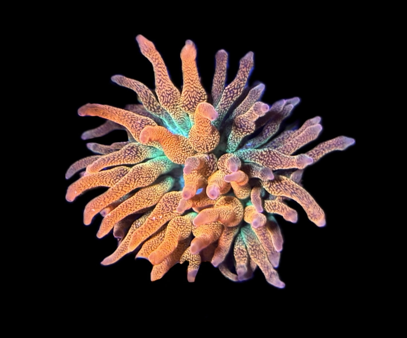 WYSIWYG Hawaiian Punch Bubble Tip Anemone 2.5"