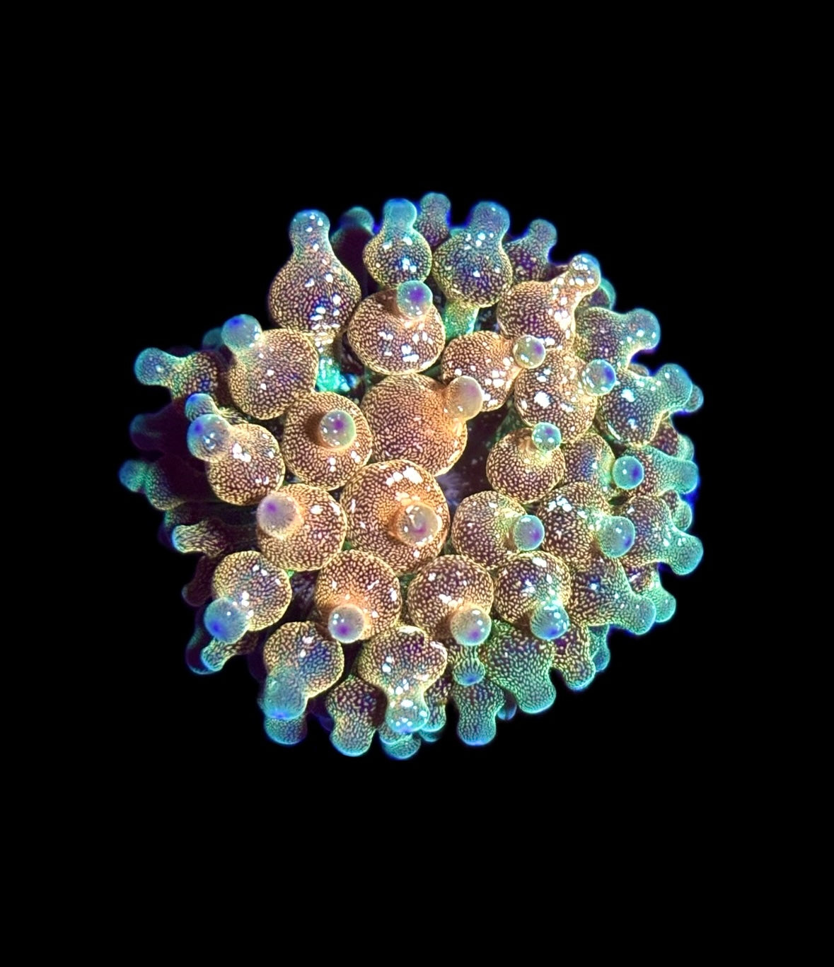 WYSIWYG Wrap Drive Bubble Tip Anemone 2.5"