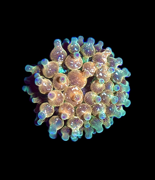WYSIWYG Wrap Drive Bubble Tip Anemone 2.5"