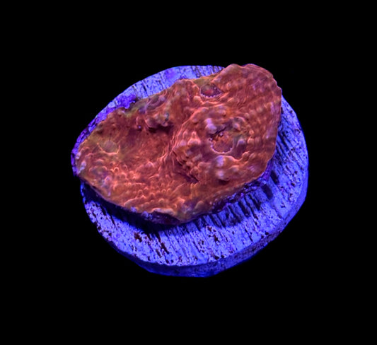 WYSIWYG Blood Red Chalice 1"
