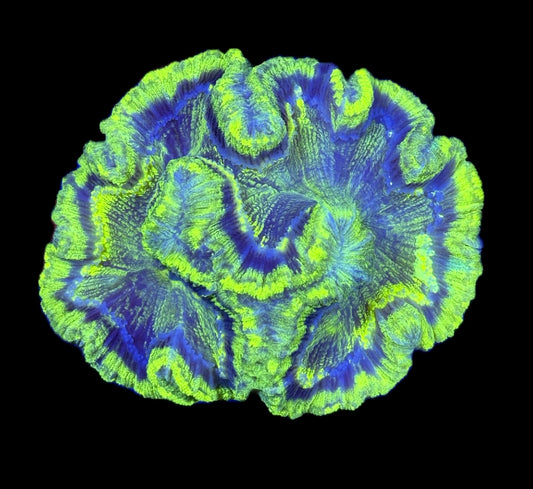 WYSIWYG Rainbow UFO Trachyphyllia 4.5" (BRIGHT!)