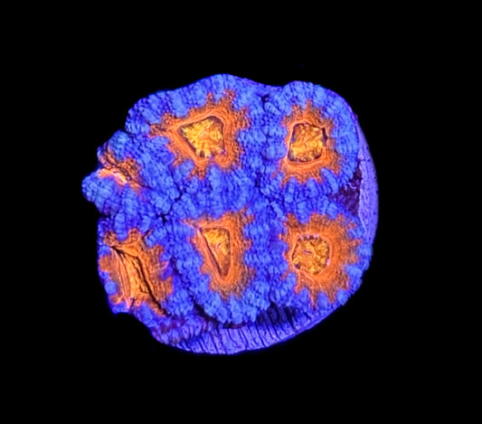 WYSIWYG Rainbow Acan 1.5"