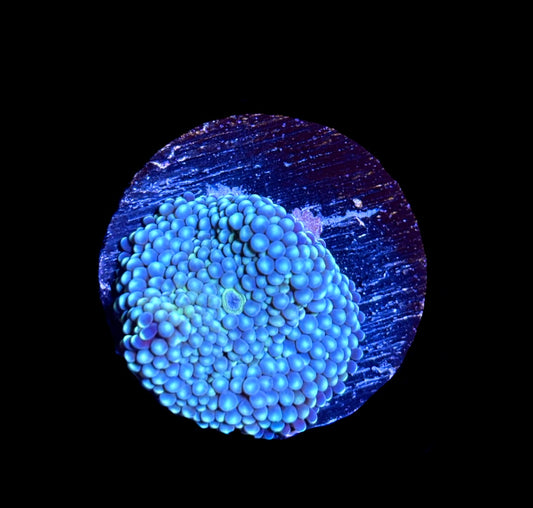 WYSIWYG Blue Florida Ricordea Mushroom 1"