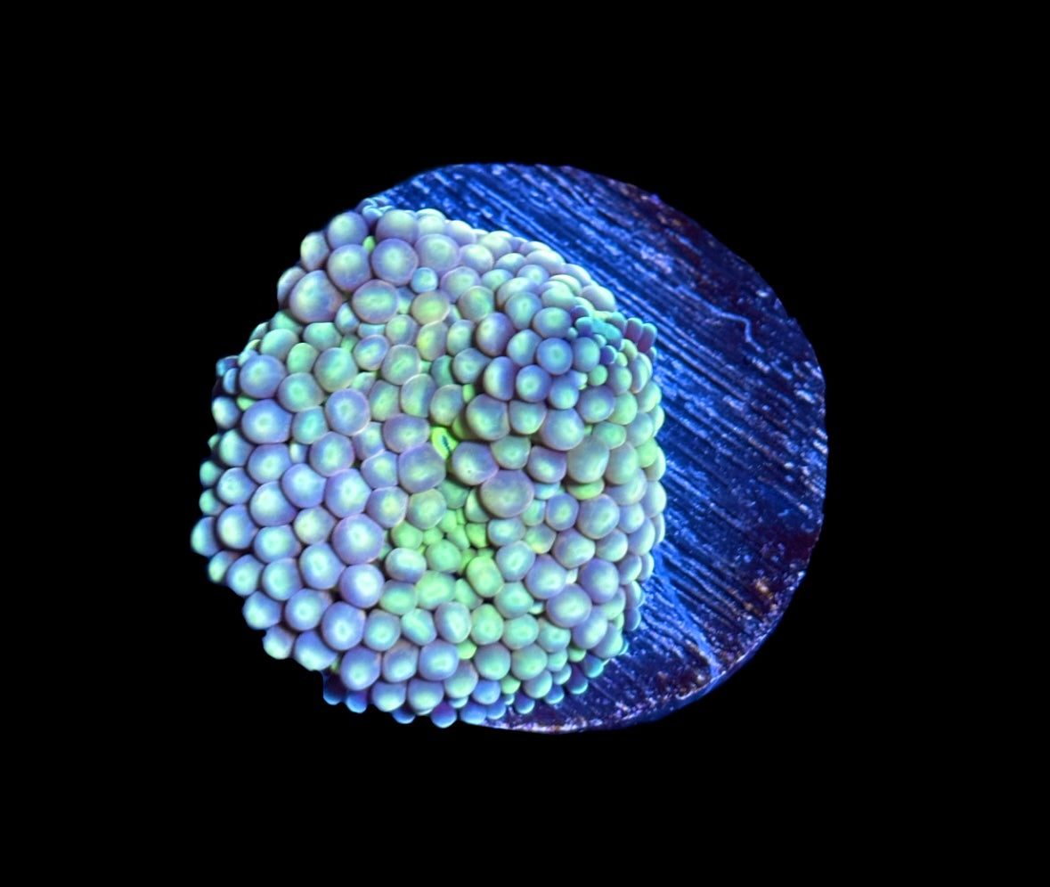 WYSIWYG Green Florida Ricordea Mushroom 1"