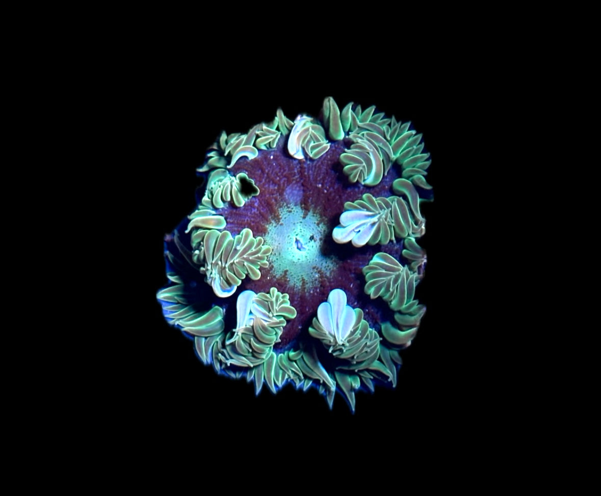 WYSIWYG Ultra Rock Flower Anemone 2"