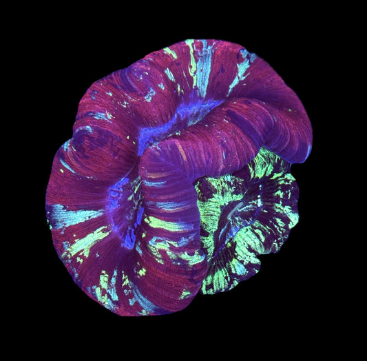 WYSIWYG Double Head Rainbow Trachyphyllia 4.5" (ONE OF A KIND!)