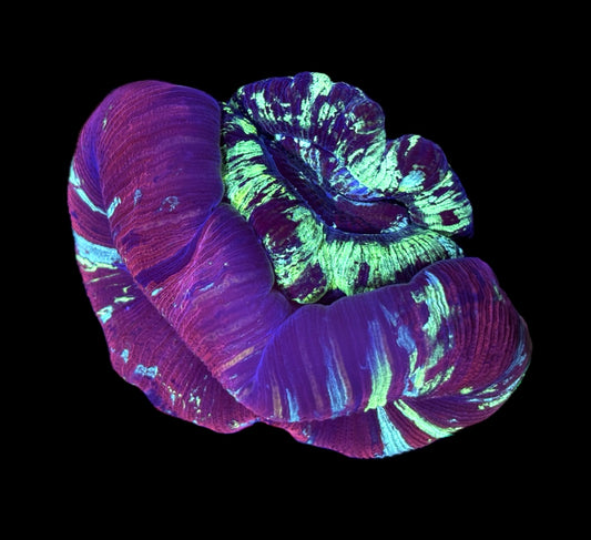 WYSIWYG Double Head Rainbow Trachyphyllia 4.5" (ONE OF A KIND!)