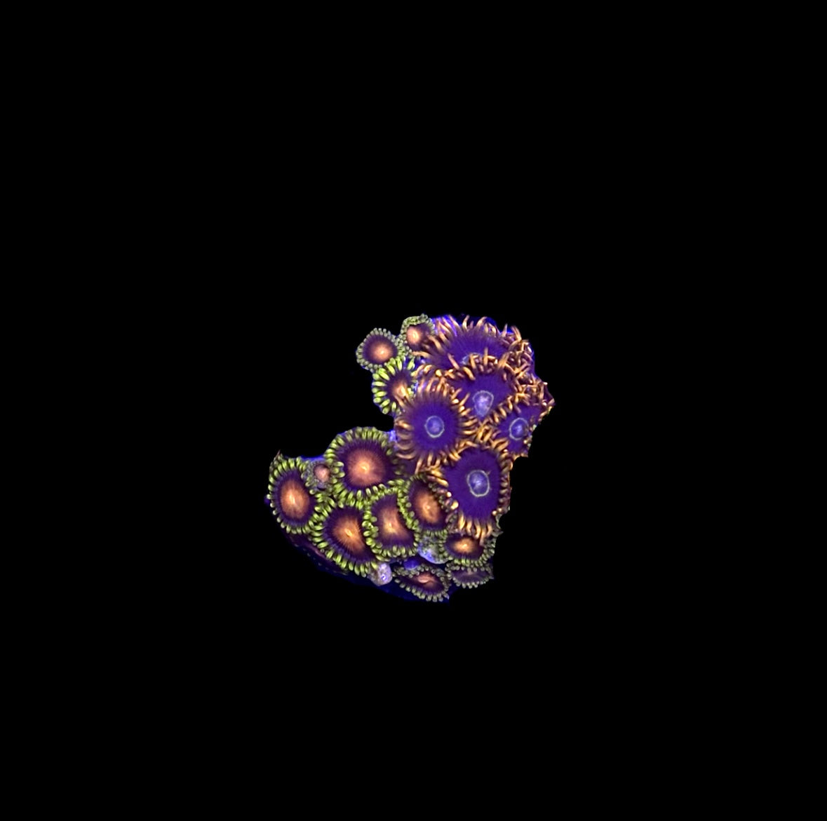 WYSIWYG Zoa Combo Frag