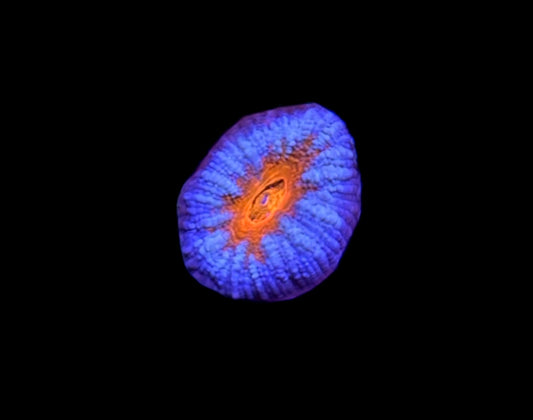 WYSIWYG Rainbow Acan 0.5"