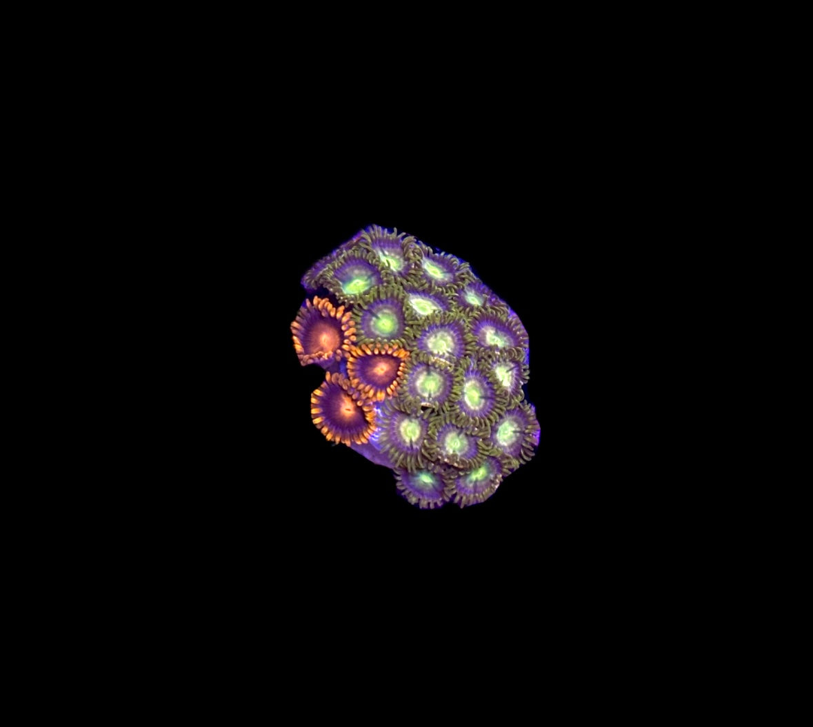 WYSIWYG Zoa Combo Frag