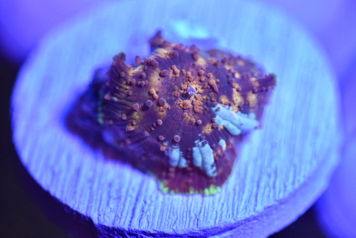 WYSIWYG Cheetah Discosuma Mushroom 1"