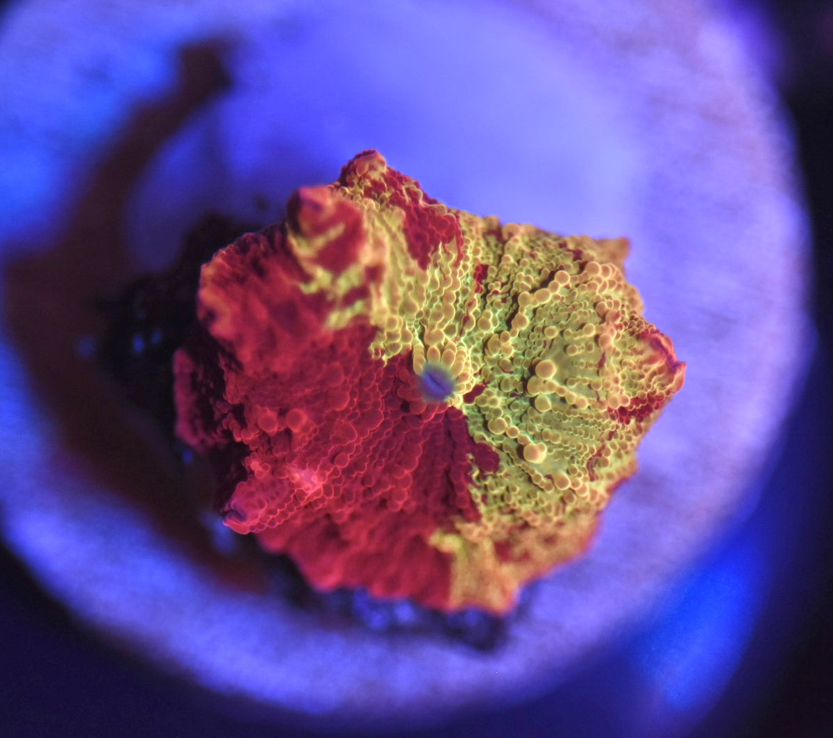 WYSIWYG Eclectus Jawbreaker Mushroom 1" (PERFECT!)
